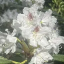Benny’s Garden