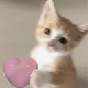 ♡ Miłosne kociaki ♡   ≽^•⩊•^≼