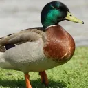 The Ducks