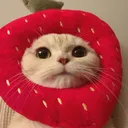 Strawberry Garden<3