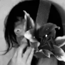 /lillies
