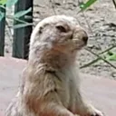 Nonkoのお庭