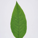 LeavesSMP Server Icon