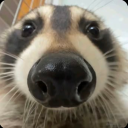 Grunge Raccoon Cult Discord server icon