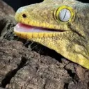 New Caledonian Geckos