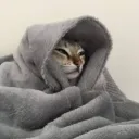 CatFall Legion