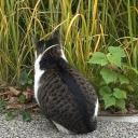 No cat,No life. へようこそ