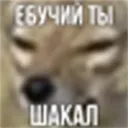 Рой Пидрил