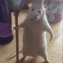 Rats Hub