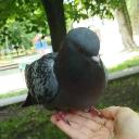 🐦 Pigeon nest 🐦