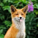 The Fox Forest