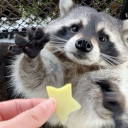 𐔌 . ⋮ Rat Room ֹ ₊ ꒱ Discord server icon