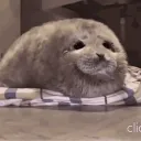 The SealGames…