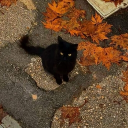 Chronic Roses °❀.ೃ࿔* Discord server icon