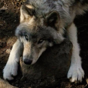 ☾༉‧₊˚.  𝐧𝐨𝐜𝐞𝐮𝐫 ◞ Discord server icon