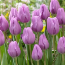 PurpleTulips~ Discord server icon