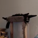 Sanctuary Of The Lost Forest