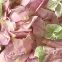 ˚˖𓍢ִִ໋💐🧺.𝐬𝙚𝗮𝐬𝛐𝙣𝗮𝐥 𝗮𝙣𝒈𝙚𝐥𝐬.