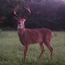 The Home Range🦌*ੈ✩