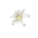 Flowr