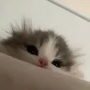 小貓貓貓窩