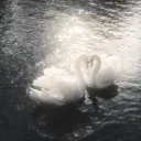 Swans Paradise