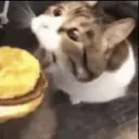 cheesecat / fuck spawnism