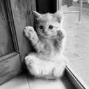 /chew #vcs Discord server icon