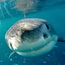 /sharkz
