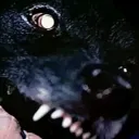 𝕯𝖊𝖒𝖔𝖓𝖎𝖈 𝕮𝖆𝖓𝖎𝖓𝖊𝖘