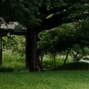 ขายติดต่อปุยนุ่น