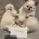 /eforce