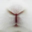 @ 兎；ノ usagi　⏤　soc﹐gwy﹐decor