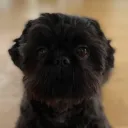 Viking's Hideout Discord Server Icon