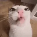 broslutting Discord Server