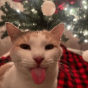 Café com gato ☕🐾 🎃 [EM MANU...