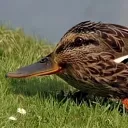 Duck_lord is epic