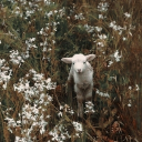 SheepyLand🐏🌻