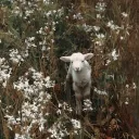 SheepyLand🐏🌻