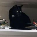 server.exe not found