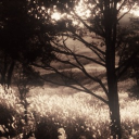 The Gathering Grove Discord server icon