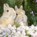 bunny meadow 🐇