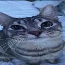 blue cat