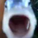 school of fish