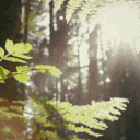 ♱The Island of Feyvryn ◟ 🗝 Discord server icon