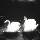 ⋆˙⟡ Därķ ִֶָ. ..𓂃 ࣪ ִֶָ🪽་༘࿐
