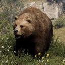 Bearzinga 2x 4 Man RCE