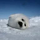 Seal Snack Shack