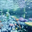 🪼 ㆍ Coral Café  ㆍ's icon