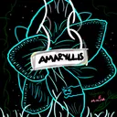 Amaryllis